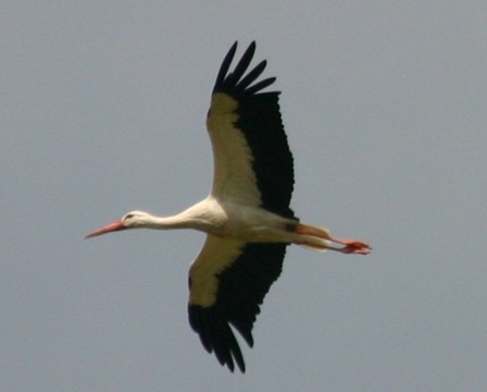 2008_06_21__Weissstorch_Exkursion_Ginsheim_(Foto_Memmesheimer).jpg