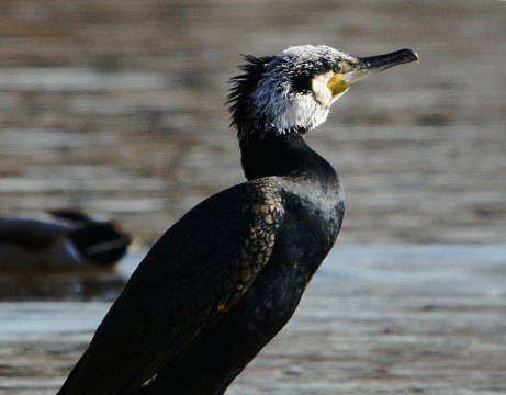 2017_02_25__Kormoran__Maaraue_Klaeranlage__(Foto_Boy).jpg