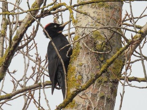 2021_02_22__Schwarzspecht__Sandlache_Ingelheim__(Foto_W_Henkes).jpg