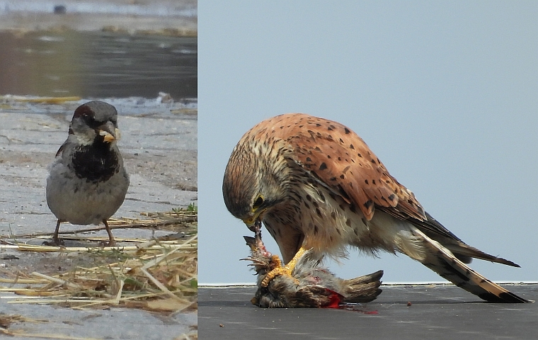 2025_07_31__Turmfalke_-_Haussperling_suchte_Futter_-_wurde_kurz_danach_selbst_zum_Futter_(Foto_Schmitt).jpg